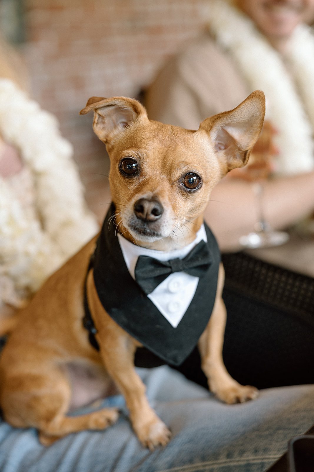 A chihuahua in a tuxedo collar at the Korbel table